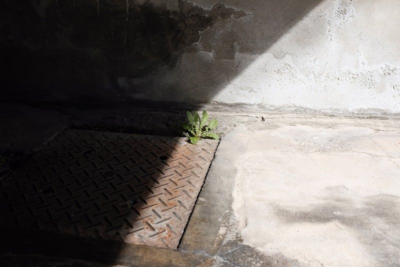 green plant on brown brick floor